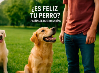 ¿Es feliz tu perro? identifica las señales