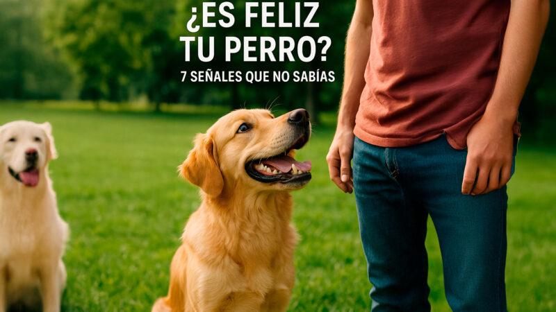 ¿Es feliz tu perro? identifica las señales